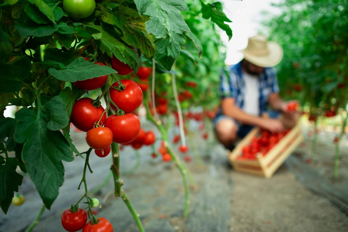 Agriculture